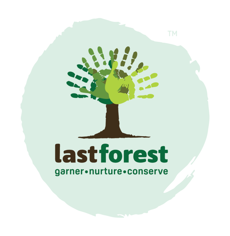 Last Forest